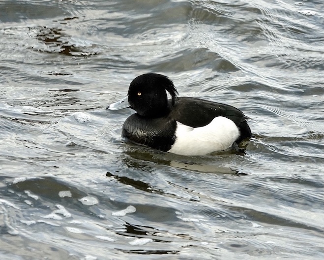 tufted duck